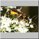 Cosmoconus sp - Schlupfwespe m01d 11mm - Sandgrube Niedringhaussee det06.jpg